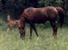 Niki with foal, Ransome of Jimary